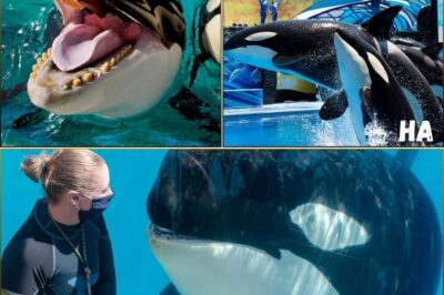 In a viral clip that has been dominating social media for less than a few days, a killer whale suddenly makes a violent turn, leaving the audience stunned in an arena filled with screams. There was no warning. Just the sound of cold water