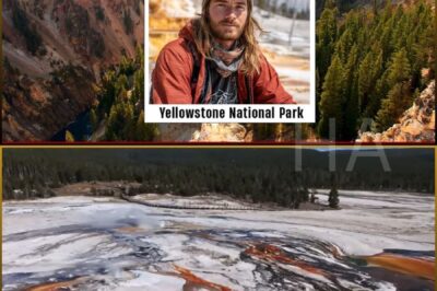 Lone Tourist vanished in Yellowstone — 4 years later found STUFFED inside a TREE TRUNK…