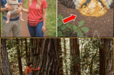 Couple Vanished in Redwood National and State Parks, 9 Years Later a Ranger Found Disturbing Clue