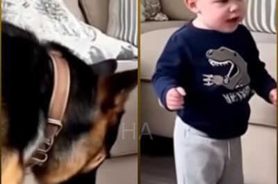 Camera Caught The Toddler Scolding The German Shepherd – You Won’t Believe Why