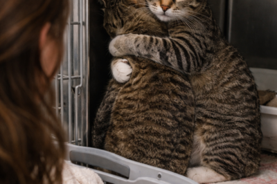 I BROUGHT HOME TWO SHELTER BROTHERS WHO REFUSED TO BE SEPARATED… AND MONTHS LATER, WHEN LIFE TRIED TO MAKE ME CHOOSE “PRACTICAL” OVER LOVE AGAIN, THOSE TWO CATS FORCED ME TO FACE THE THING I’D REALLY BEEN LOSING