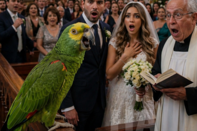 THE BRIDE’S PARROT STOPPED THE WEDDING WITH FOUR WORDS—AND EXPOSED THE MOTHER-IN-LAW’S DEADLIEST SECRET IN FRONT OF THE WHOLE TOWN